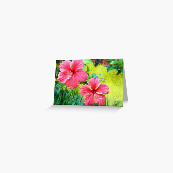 Beautiful Blooms! Greeting Card