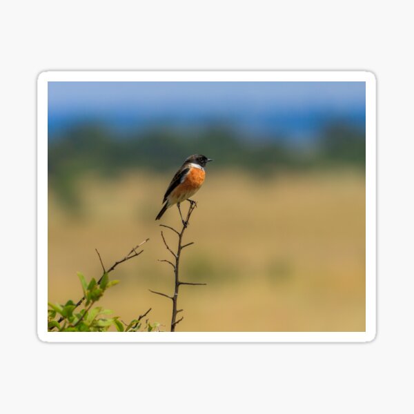 African Stone Chat on a Twig Sticker