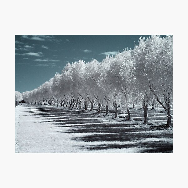 Olive Trees Photographic Print