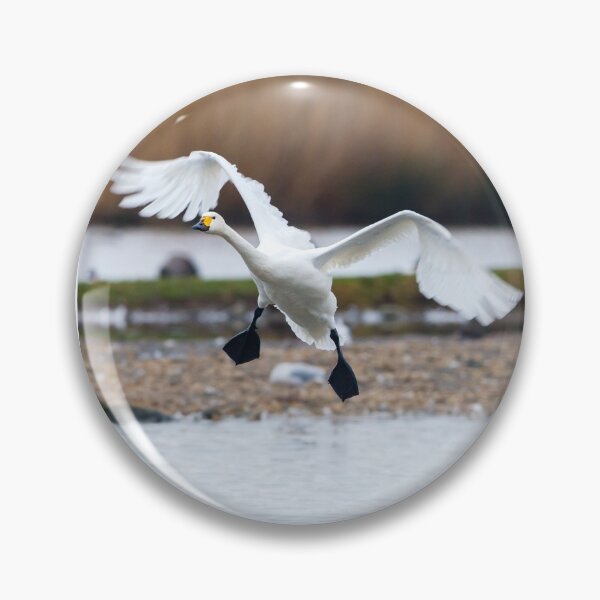 Item preview, Bewicks swan about to land on water with wings outspread designed and sold by Dalyndigital Photography.