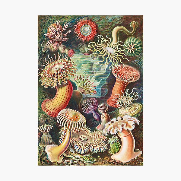 Item preview, Sea Anemone Scientific Illustration designed and sold by Flamin' Galah.