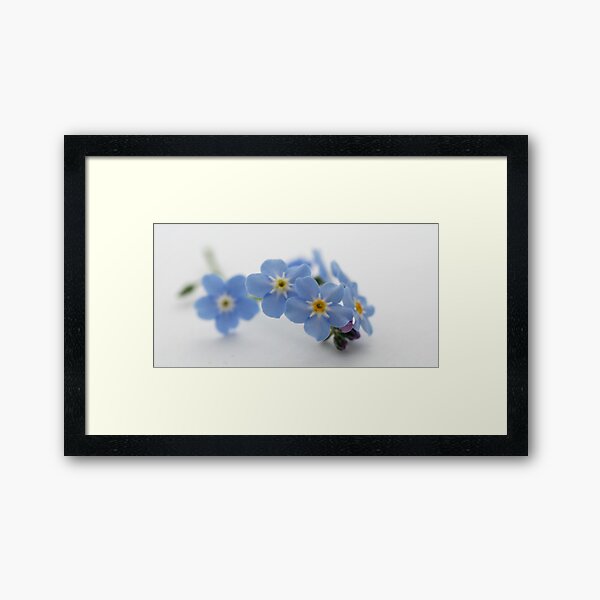 forget me not Framed Art Print