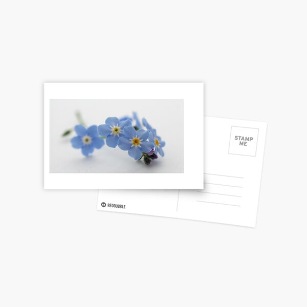 forget me not Postkarte