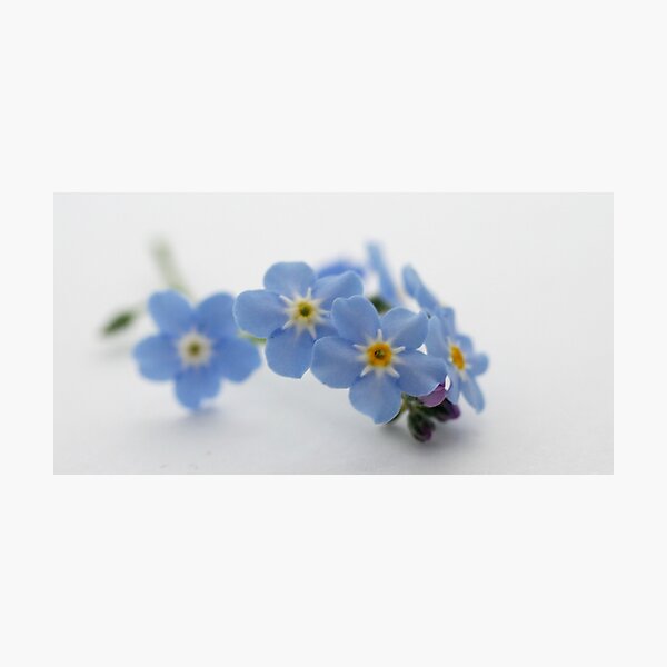 forget me not Fotodruck