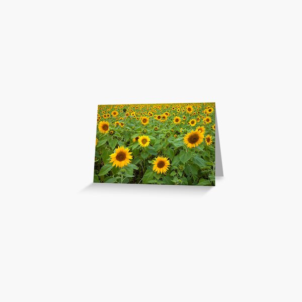 Sunflowers Greeting Card