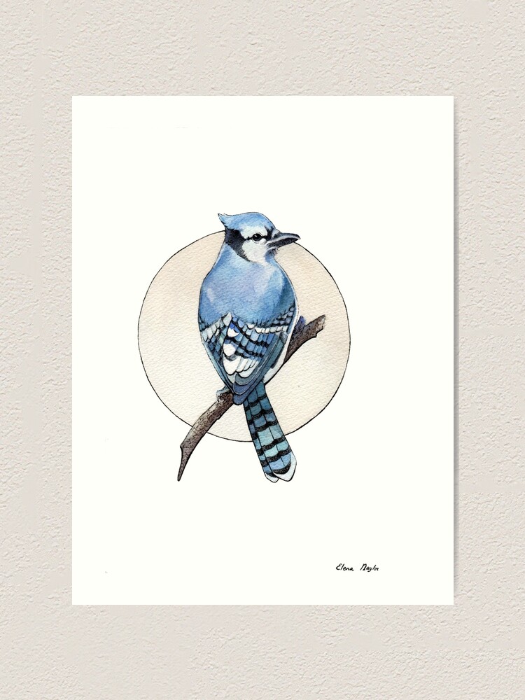 Blue Jay (5x7) — Calloway Fine Art & Consulting