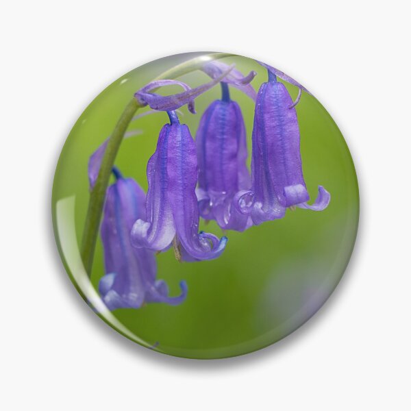 Item preview, Common Bluebell Photo designed and sold by Dan Newton.