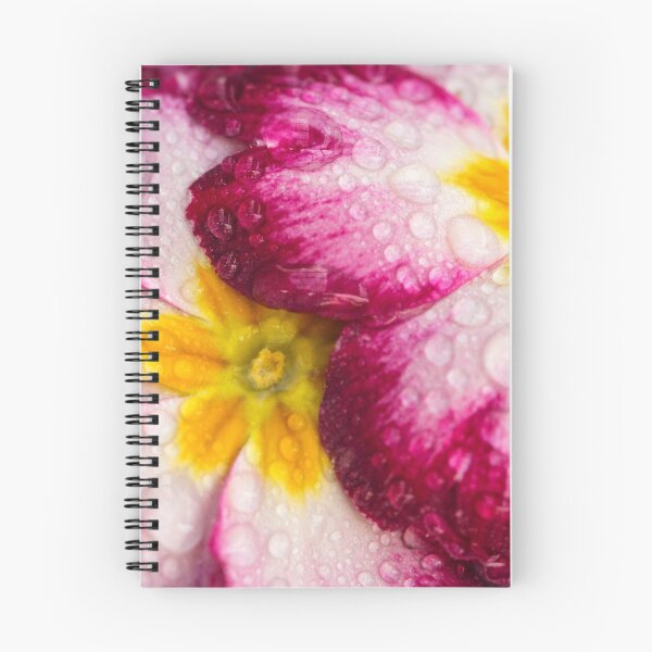 Item preview, Close-up of Primula flowers covered in droplets designed and sold by Karin Elizabeth.
