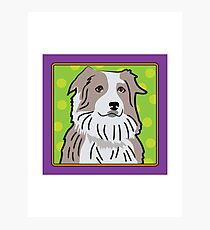 Australian Shepherd Cartoon Photographic Print