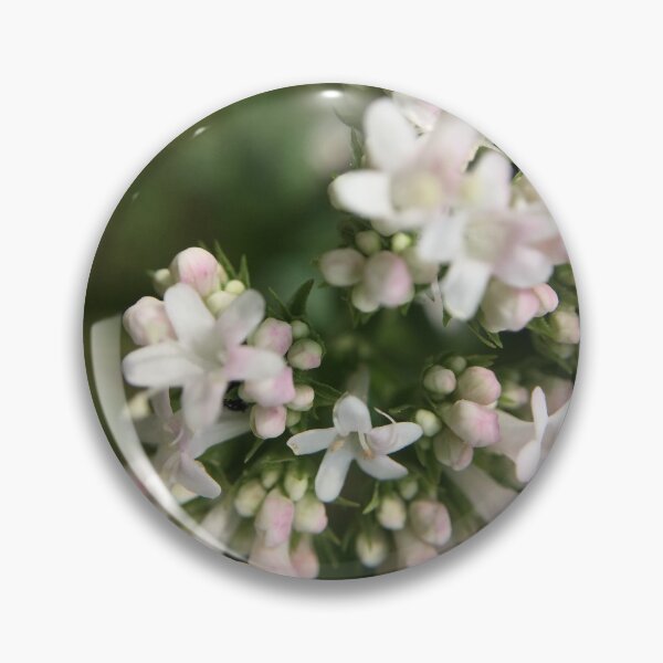 Artikelvorschau, Blume Blüten Knospen Weiss, Pastellrosa,  Nahaufnahme Natur Fotografie entworfen und verkauft von RAbeille.