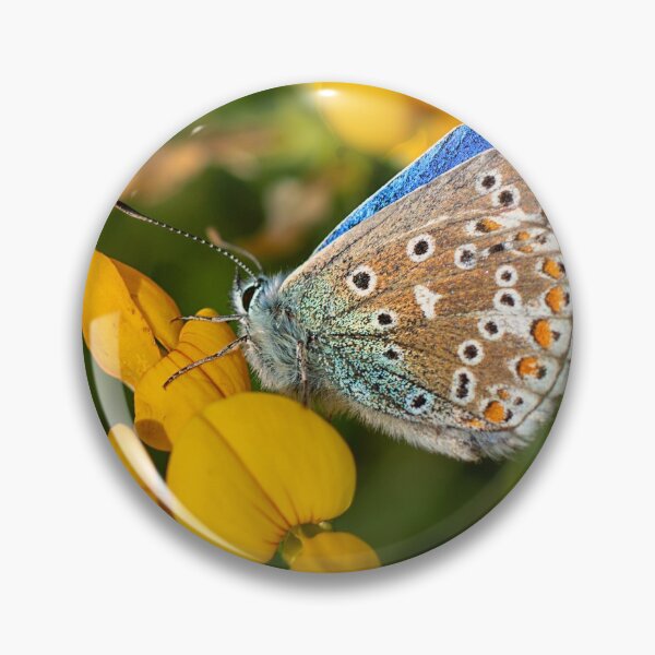 Item preview, Adonis Blue Butterfly designed and sold by Dan Newton.