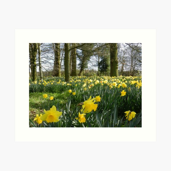 Item preview, Spring Daffodils designed and sold by CreativeEm.