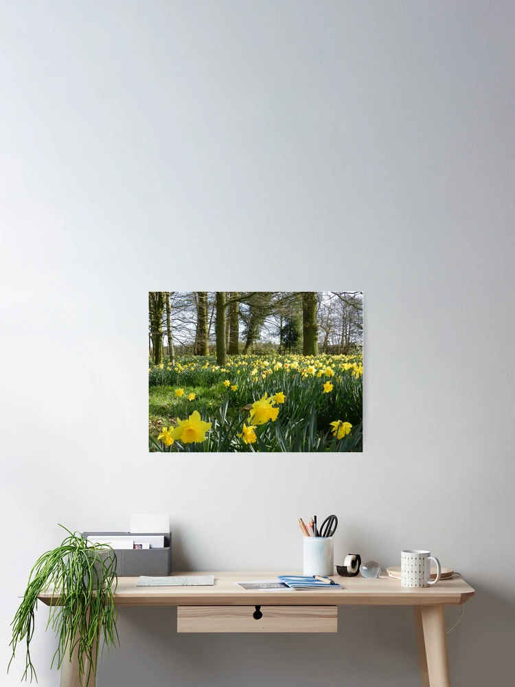 Thumbnail 2 of 3, Poster, Spring Daffodils designed and sold by CreativeEm.