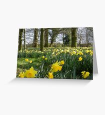 Spring Daffodils Greeting Card