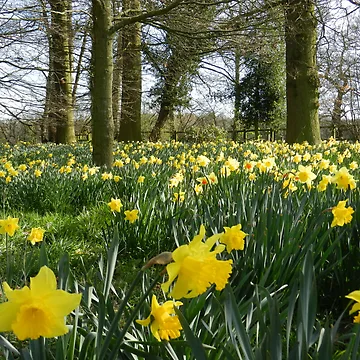 Artwork thumbnail, Spring Daffodils by CreativeEm