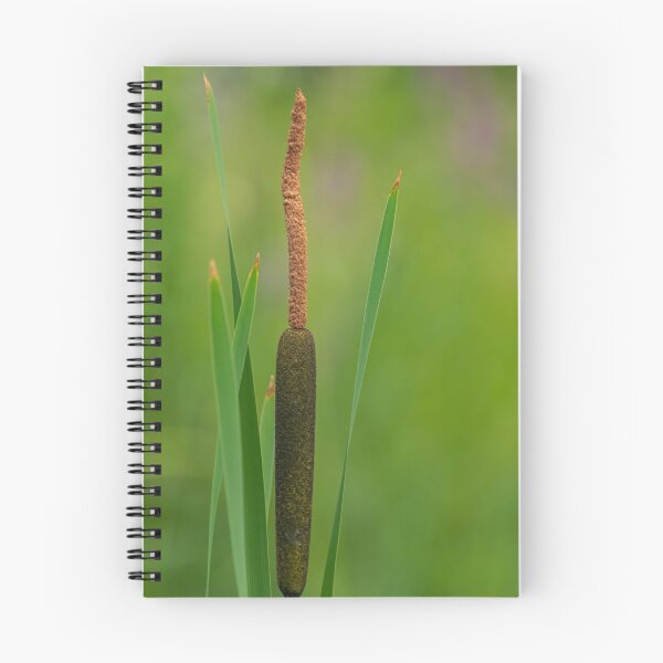 Item preview, bulrush, typha plan designed and sold by Martin Leber.