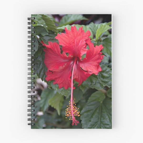Item preview, Red Hibiscus flower in the rainforest of Borneo designed and sold by Photos by Phil.