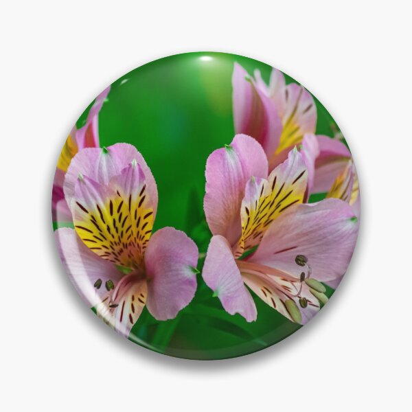 Item preview, Peruvian lily, (altroemeria aurantiaca ligtu) designed and sold by Martin Leber.