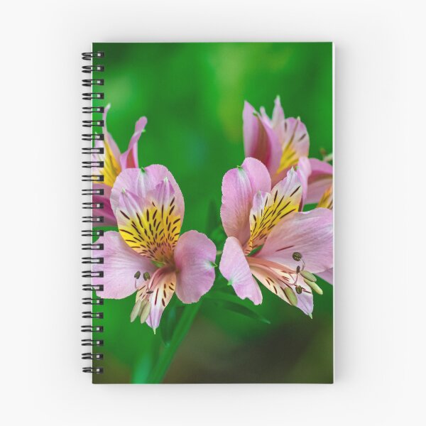 Item preview, Peruvian lily, (altroemeria aurantiaca ligtu) designed and sold by Martin Leber.