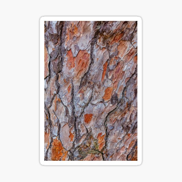 Eucalyptus Tree Bark Sticker