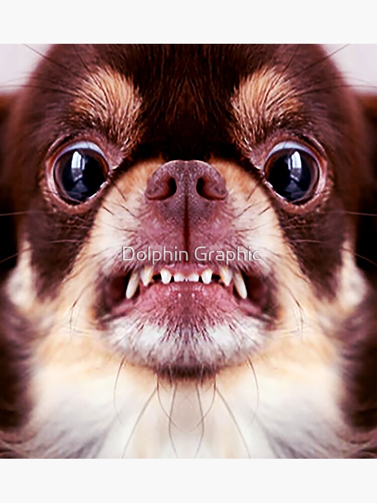 Chihuahua Aggressive Dog Snarling And Looking Angry Animals Gifts Safe Face Protection Covering Men Women Greeting Card By Davosllc Redbubble