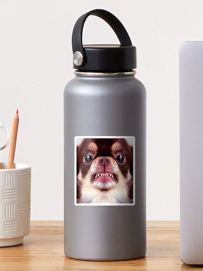 Chihuahua aggressive dog snarling and looking angry Animals Gifts Safe Face protection covering Men Women Chihuahua aggressive dog snarling and looking angry Animals Gifts Safe Face protection covering Men Women