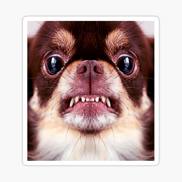 Angry Chihuahua Stickers Redbubble