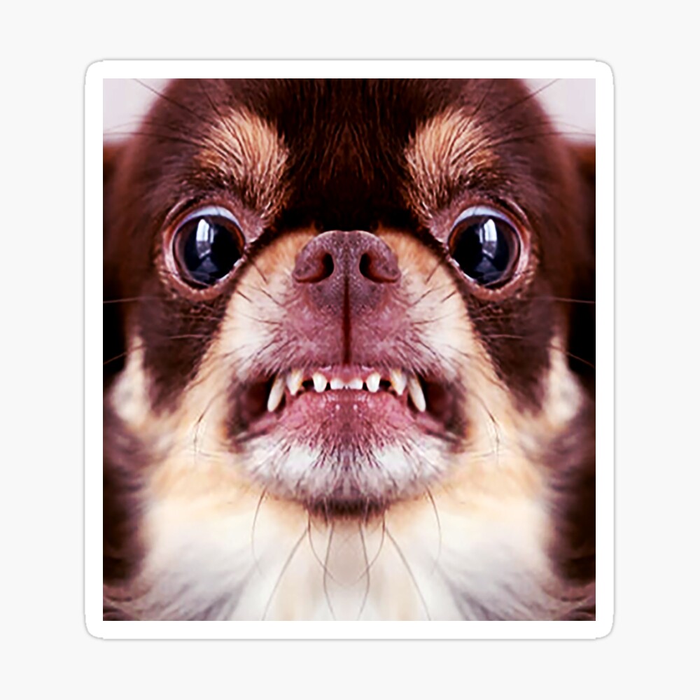 Chihuahua aggressive dog snarling and looking angry Animals Gifts Safe Face protection covering Men Women Chihuahua aggressive dog snarling and looking angry Animals Gifts Safe Face protection covering Men Women