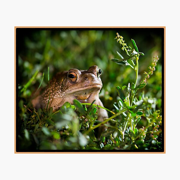 Texas Toad exploring at night Photographic Print