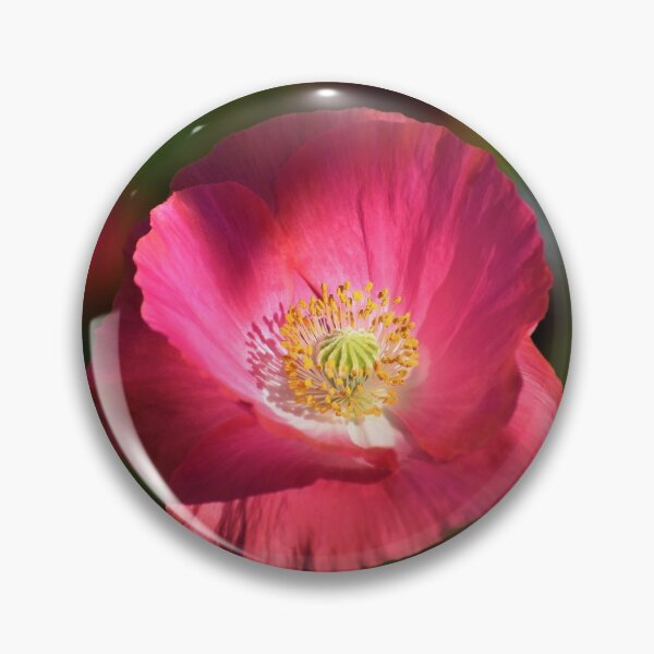 Item preview, Pink Poppy in the Sunshine Photograph designed and sold by Art by Kirsten Sneath.