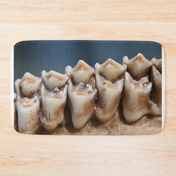 Item preview, Young Buck Teeth designed and sold by Tonia Delozier's Photography .
