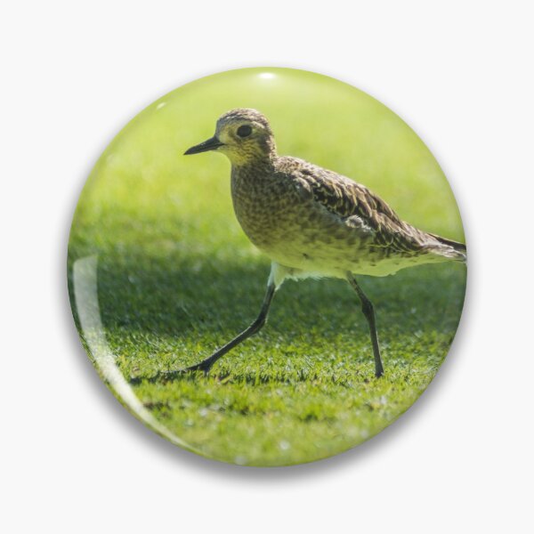 Item preview, Sharp-tailed sandpiper of hawaii designed and sold by KensLensDesigns.