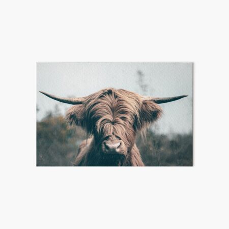 Highland cow portrait Art Board Print