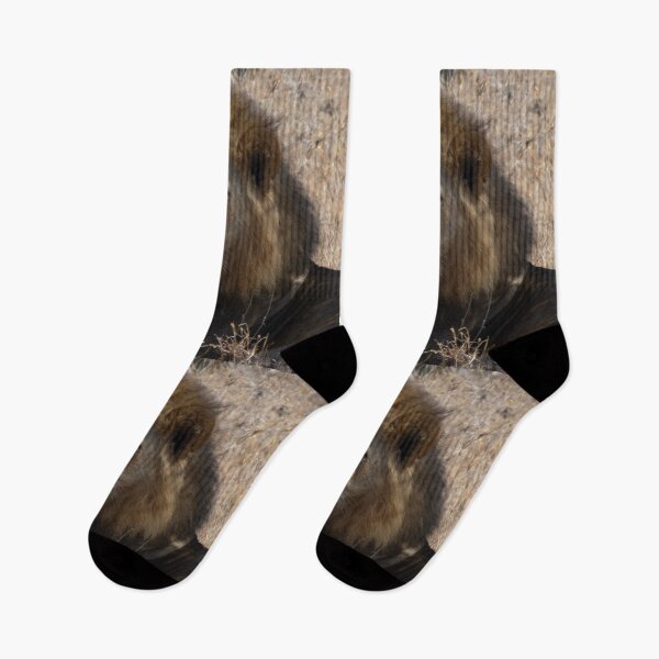 Item preview, Maasai Mara - Tom's Lions 2 designed and sold by ellenhenry.