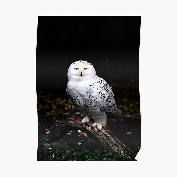 Majestic winter snowy owl Poster