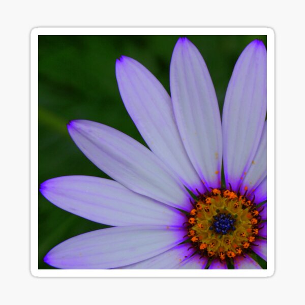 Item preview, Osteospermum designed and sold by Sally J Hunter.