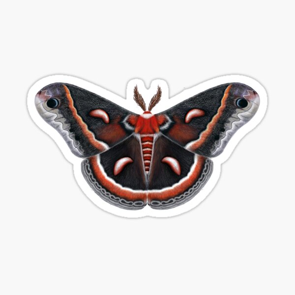 Cecropia Moth Sticker – TeaToucan