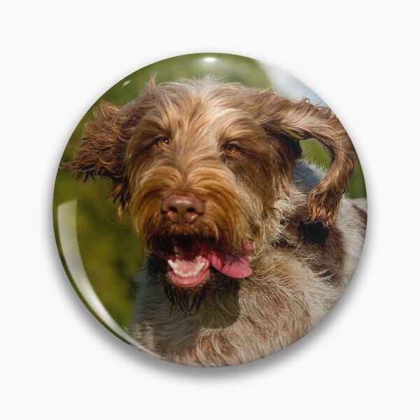 Item preview, Running in love Spinone designed and sold by FOLK ART FUSION by heidiannemorris.