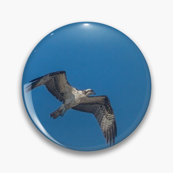 Item preview, Osprey designed and sold by KensLensDesigns.