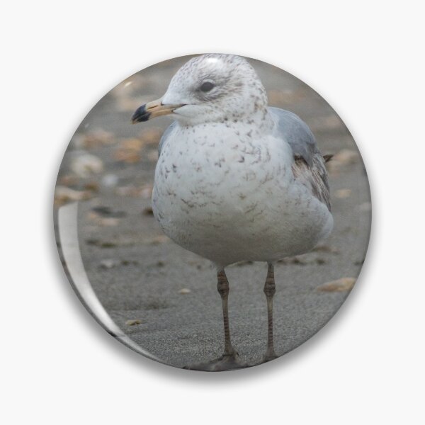 Item preview, Leucophaeus at beach designed and sold by KensLensDesigns.