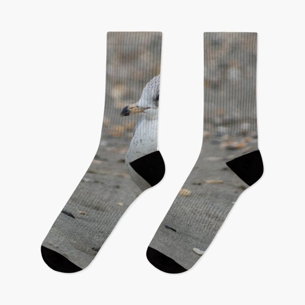 Item preview, Leucophaeus at beach designed and sold by KensLensDesigns.