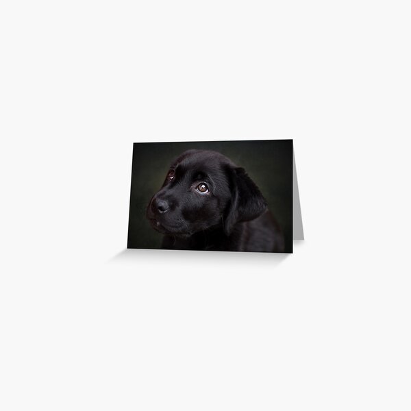 P is for.....Puppy dog eyes Greeting Card