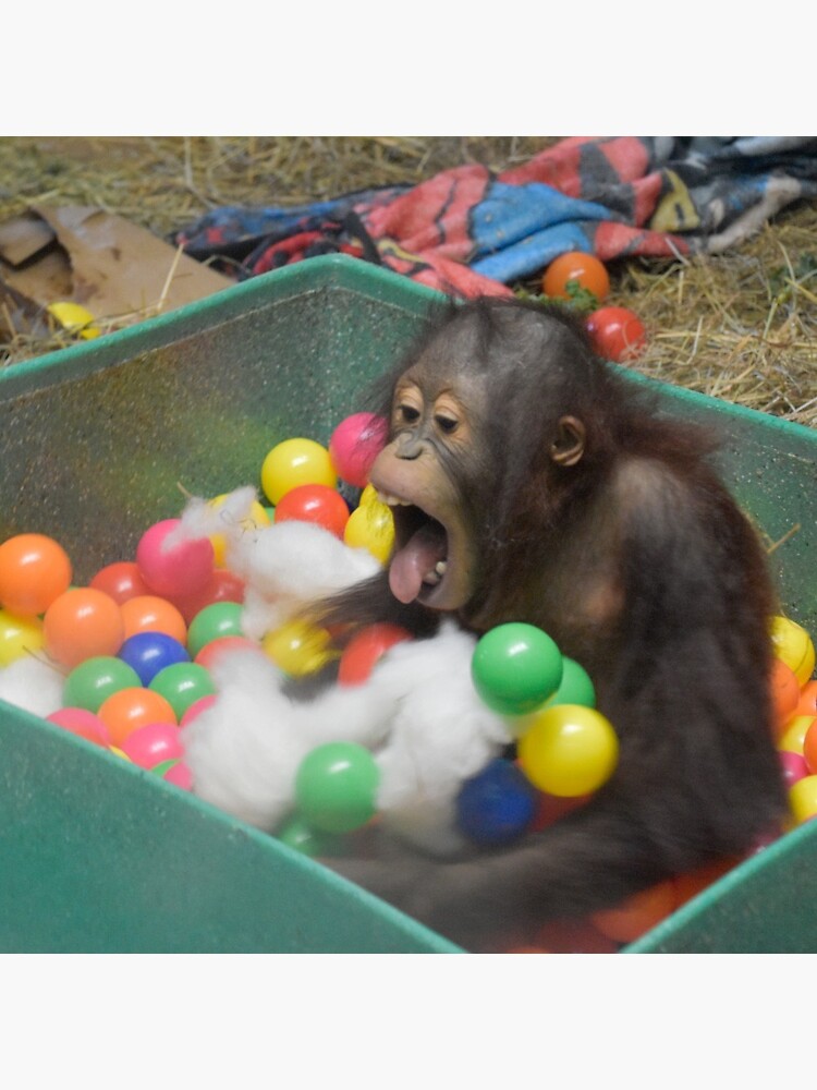 Disover Orangutan Redd at the National Zoo Pin Button