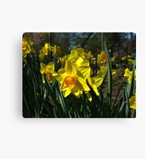 A host of golden Daffodils Canvas Print