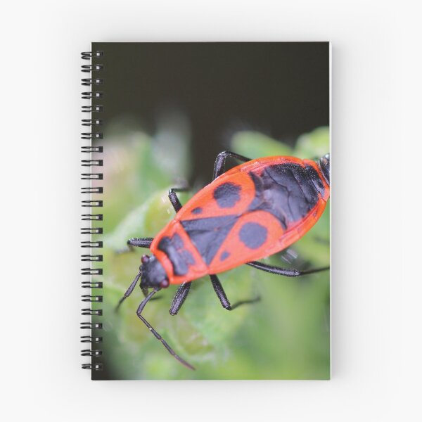 Item preview, Two fire bug insects macro mating in nature designed and sold by Grégory DUBUS.
