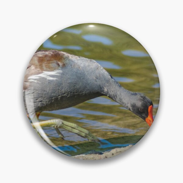 Item preview,  Common gallinule 3 designed and sold by KensLensDesigns.