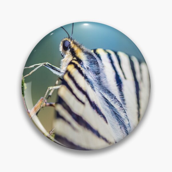 Item preview, Beautiful Iphiclides podalirius butterfly insect open wings designed and sold by Grégory DUBUS.