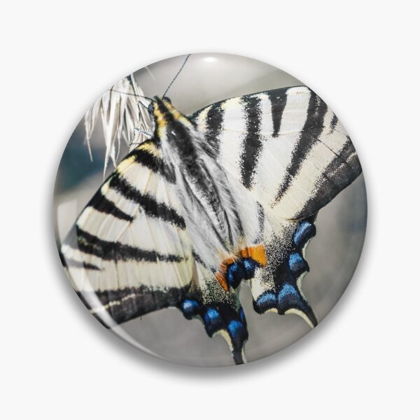Item preview, Beautiful Iphiclides podalirius butterfly on ear of corn designed and sold by Grégory DUBUS.