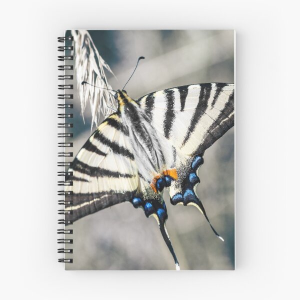 Item preview, Beautiful Iphiclides podalirius butterfly on ear of corn designed and sold by Grégory DUBUS.