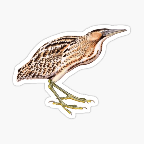 Item preview, Eurasian Bittern designed and sold by kokayart.